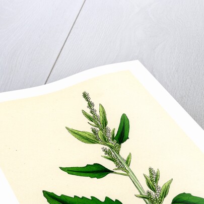 Chenopodium Album Var. Candicans White Goosefoot by Anonymous