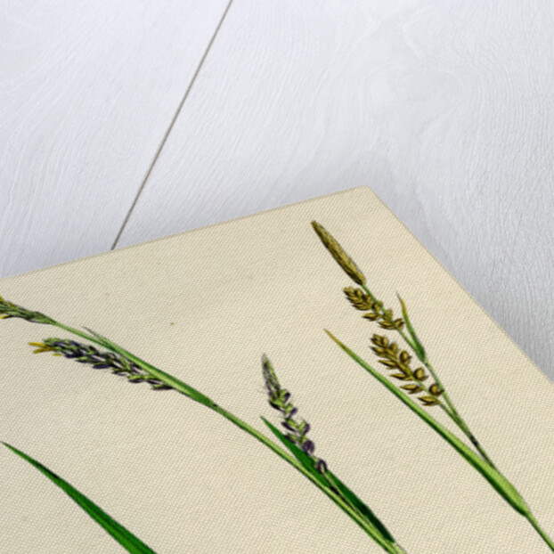 Carex Panicea Pink-Leaved Sedge by Anonymous