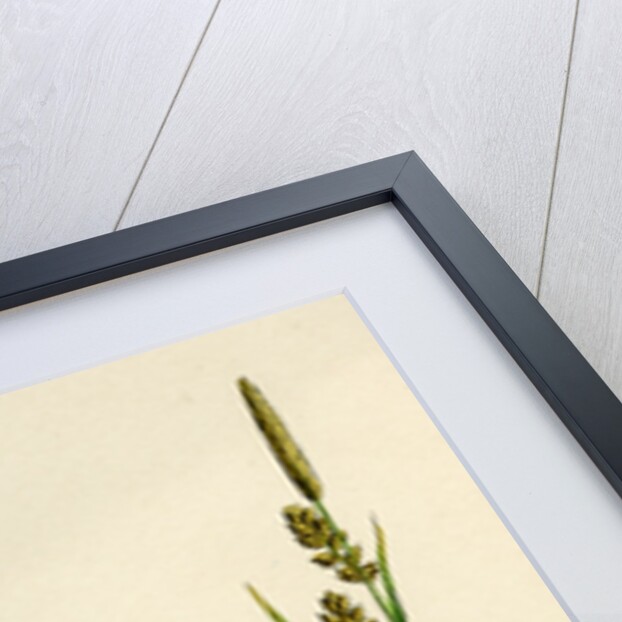 Carex Panicea Pink-Leaved Sedge by Anonymous