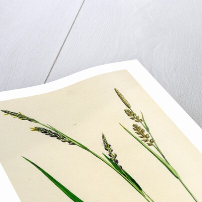 Carex Panicea Pink-Leaved Sedge by Anonymous