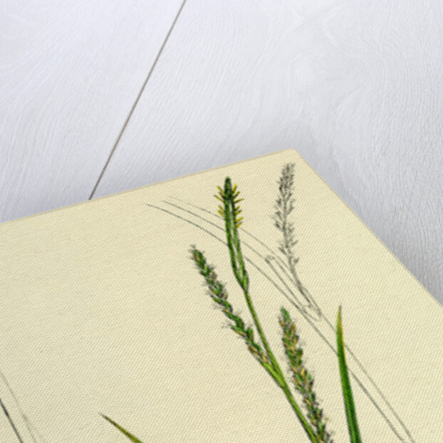 Carex Strigosa Loose-Spiked Wood Sedge by Anonymous