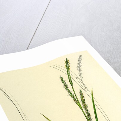 Carex Strigosa Loose-Spiked Wood Sedge by Anonymous