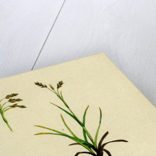 Carex Capillaris Capillary Sedge by Anonymous