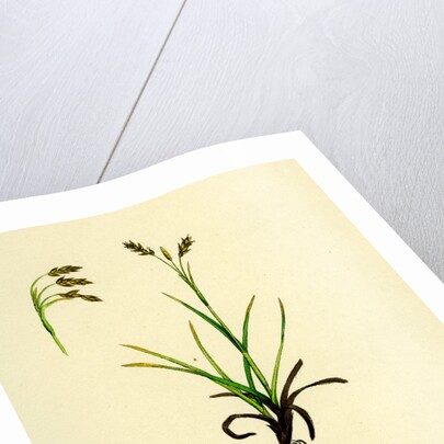 Carex Capillaris Capillary Sedge by Anonymous