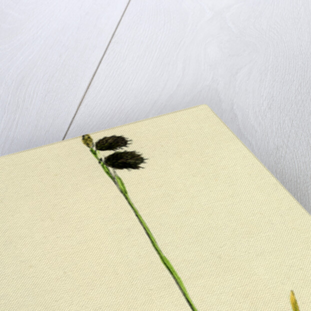 Carex Ustulata Scorched Alpine Sedge by Anonymous