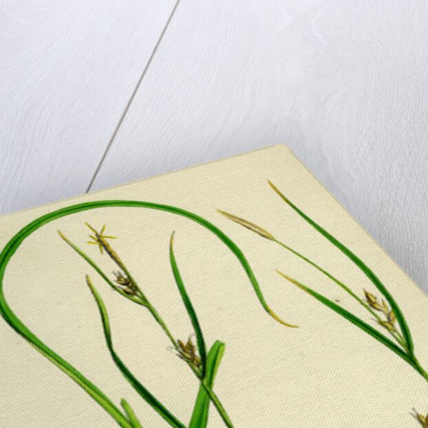 Carex Depauperata Starved Wood Sedge by Anonymous