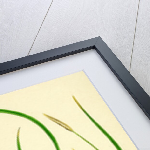 Carex Depauperata Starved Wood Sedge by Anonymous