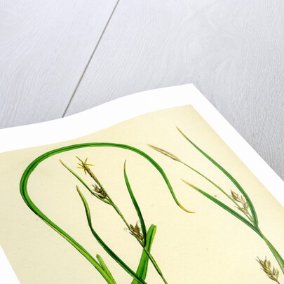 Carex Depauperata Starved Wood Sedge by Anonymous