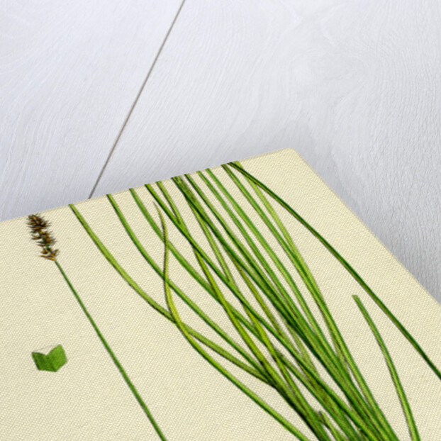 Carex Teretiuscula Var. Ehrhartiana Lesser Panicled Sedge Var. B. by Anonymous