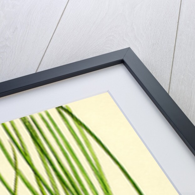 Carex Teretiuscula Var. Ehrhartiana Lesser Panicled Sedge Var. B. by Anonymous