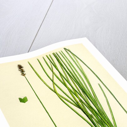 Carex Teretiuscula Var. Ehrhartiana Lesser Panicled Sedge Var. B. by Anonymous