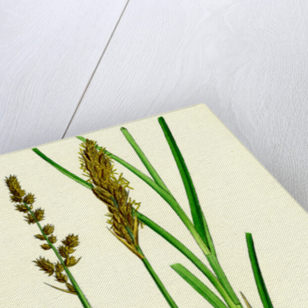 Carex Paniculata Greater Panicled Sedge by Anonymous