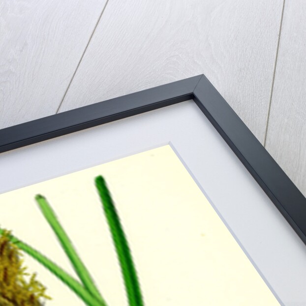 Carex Paniculata Greater Panicled Sedge by Anonymous