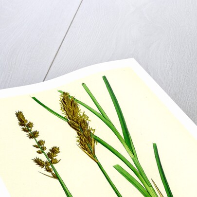 Carex Paniculata Greater Panicled Sedge by Anonymous