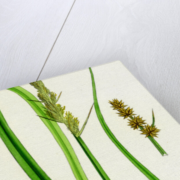 Carex Vulpina Great Sedge by Anonymous