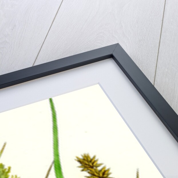 Carex Vulpina Great Sedge by Anonymous