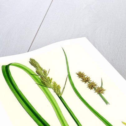 Carex Vulpina Great Sedge by Anonymous