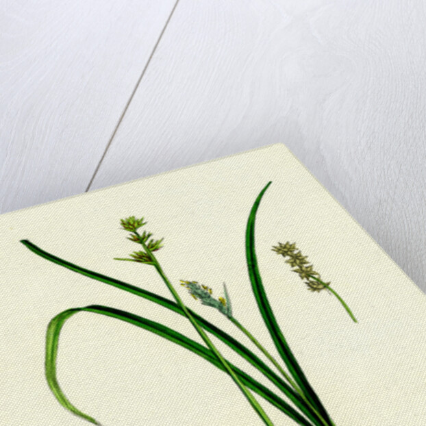 Carex Stellulata Little Prickly Sedge by Anonymous