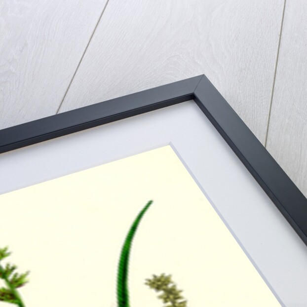 Carex Stellulata Little Prickly Sedge by Anonymous