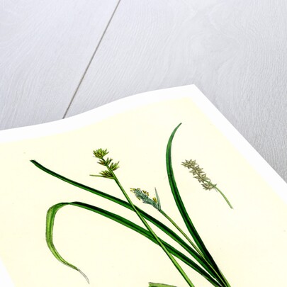 Carex Stellulata Little Prickly Sedge by Anonymous