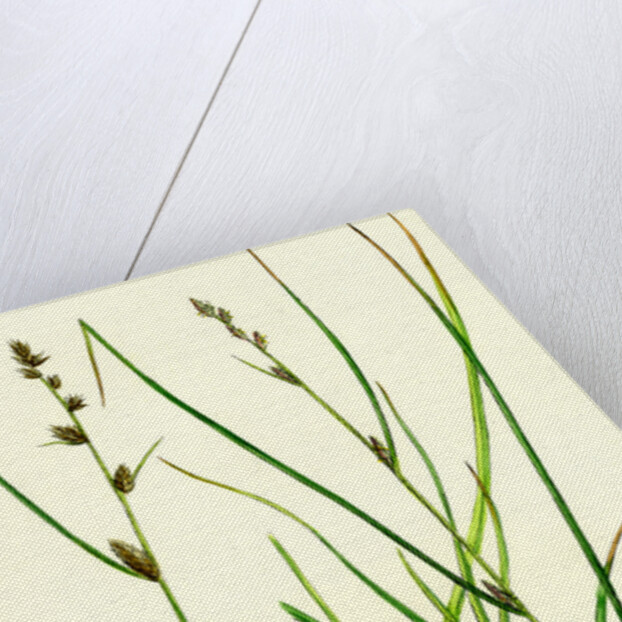 Carex Remota Distant-Spiked Sedge by Anonymous