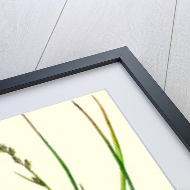 Carex Remota Distant-Spiked Sedge by Anonymous