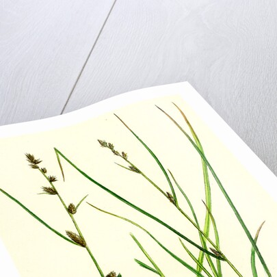 Carex Remota Distant-Spiked Sedge by Anonymous