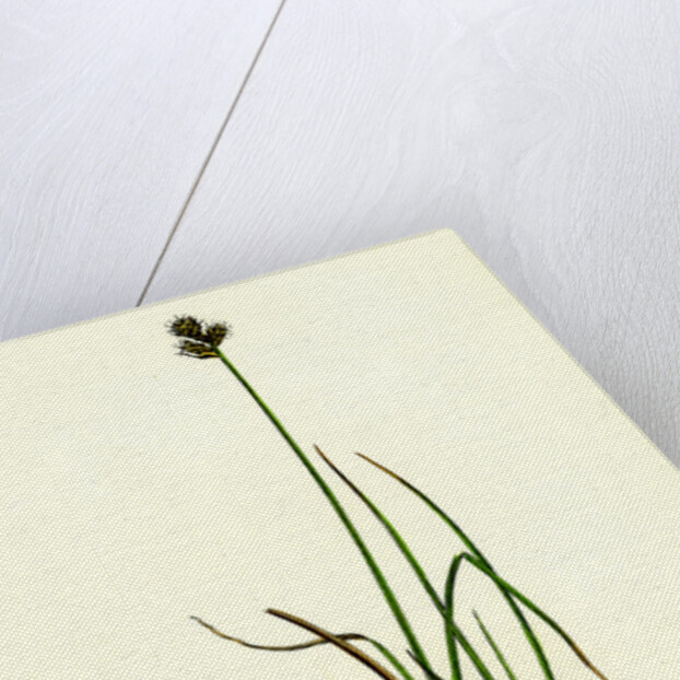 Carex Lagopina Hare's-Foot Sedge by Anonymous