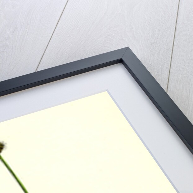 Carex Lagopina Hare's-Foot Sedge by Anonymous