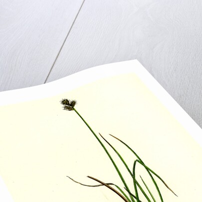 Carex Lagopina Hare's-Foot Sedge by Anonymous