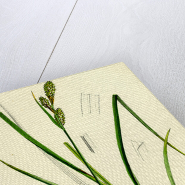 Carex Buxbaumii Hoary Sedge by Anonymous