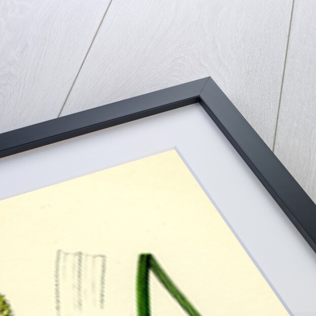 Carex Buxbaumii Hoary Sedge by Anonymous