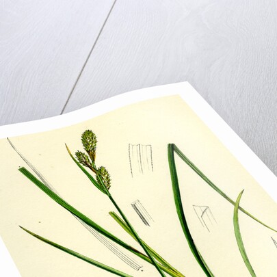 Carex Buxbaumii Hoary Sedge by Anonymous