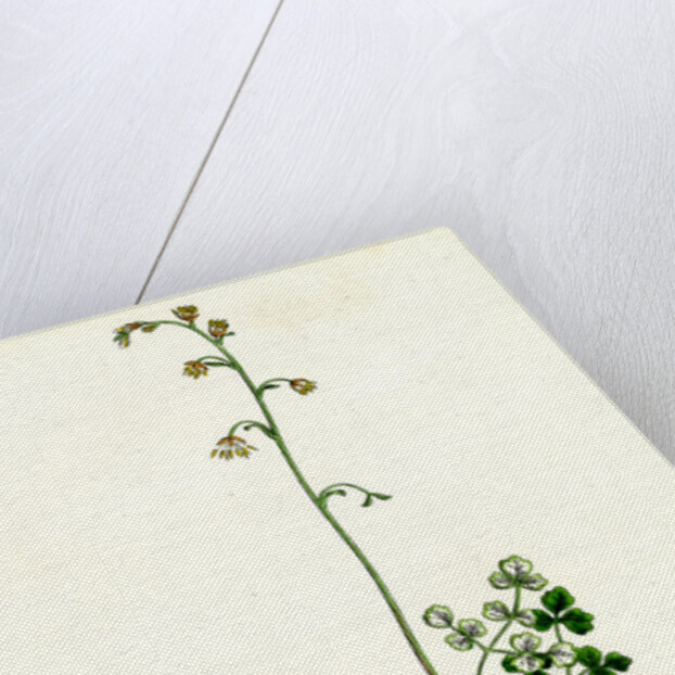 Thalictrum Alpinum Alpine Meadow Rue by Anonymous