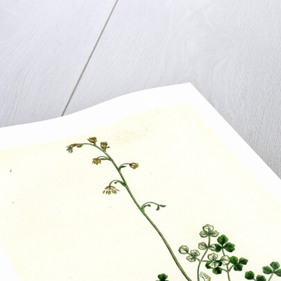 Thalictrum Alpinum Alpine Meadow Rue by Anonymous