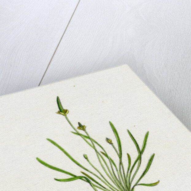 Myosurus Minimus Common Mouse-Tail by Anonymous