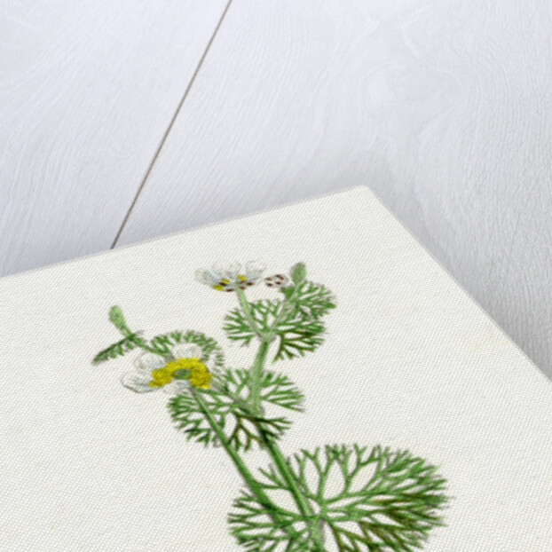 Ranunculus Circinatus Rigid-Leaved Water-Crowfoot by Anonymous