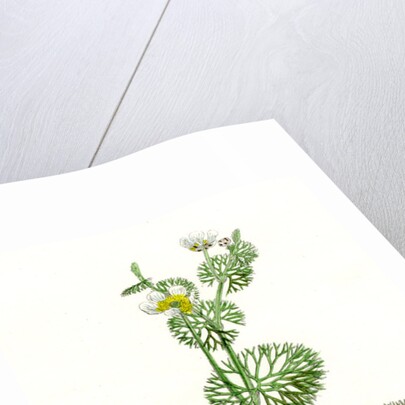 Ranunculus Circinatus Rigid-Leaved Water-Crowfoot by Anonymous