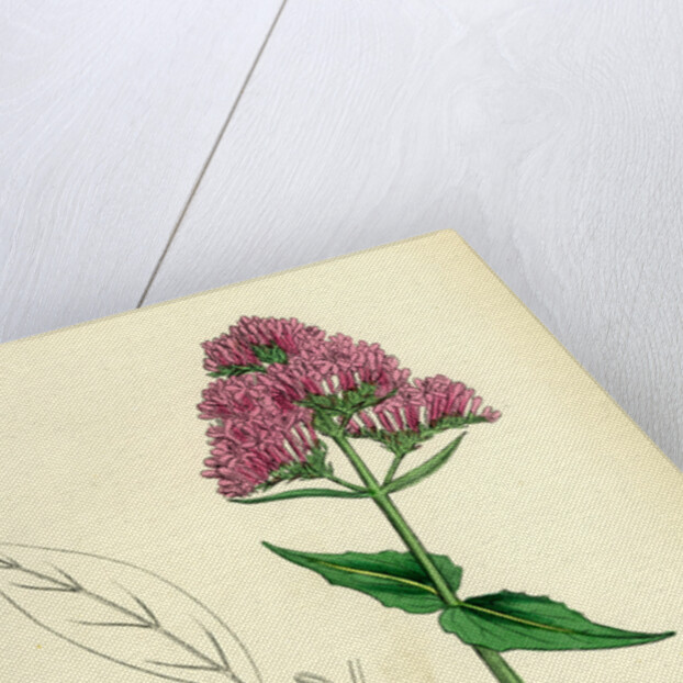 Centranthus Ruber Red Valerian by Anonymous