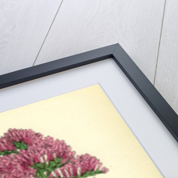 Centranthus Ruber Red Valerian by Anonymous