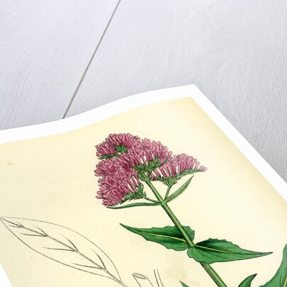 Centranthus Ruber Red Valerian by Anonymous