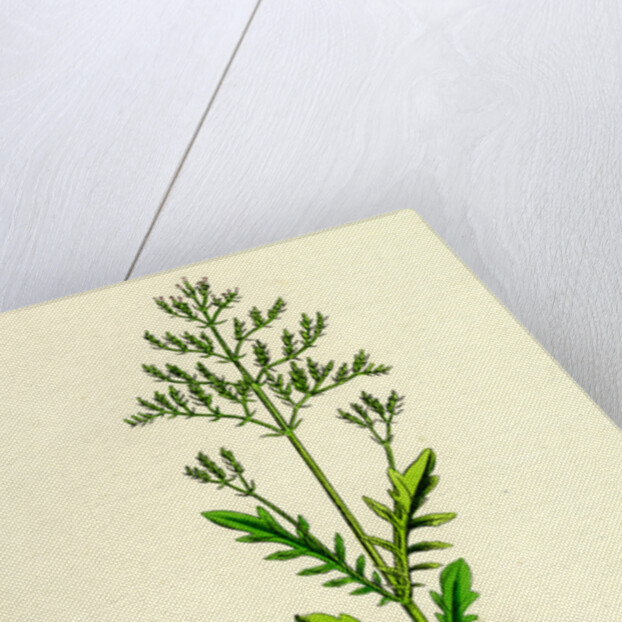 Centranthus Calcitrapa Cut-Leaved Valerian by Anonymous