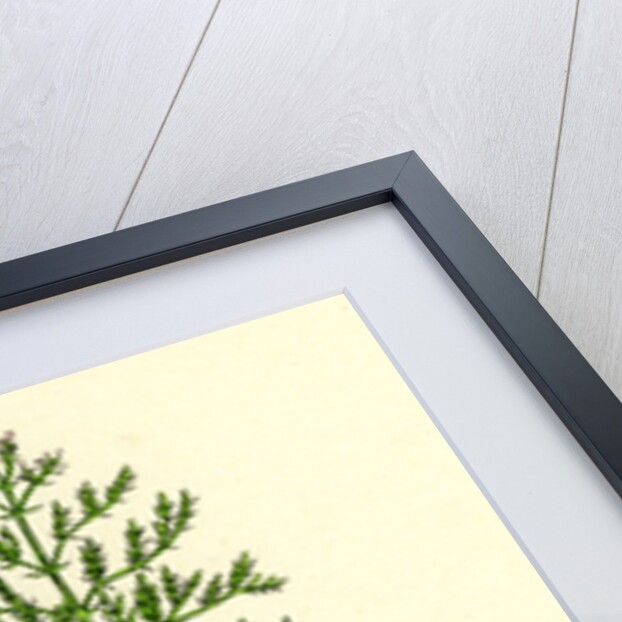 Centranthus Calcitrapa Cut-Leaved Valerian by Anonymous