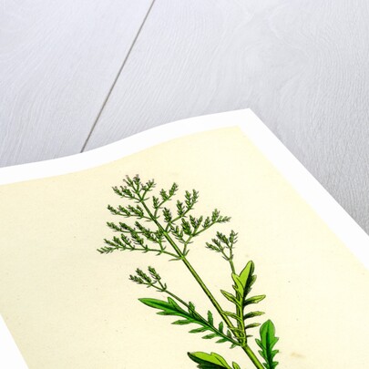 Centranthus Calcitrapa Cut-Leaved Valerian by Anonymous