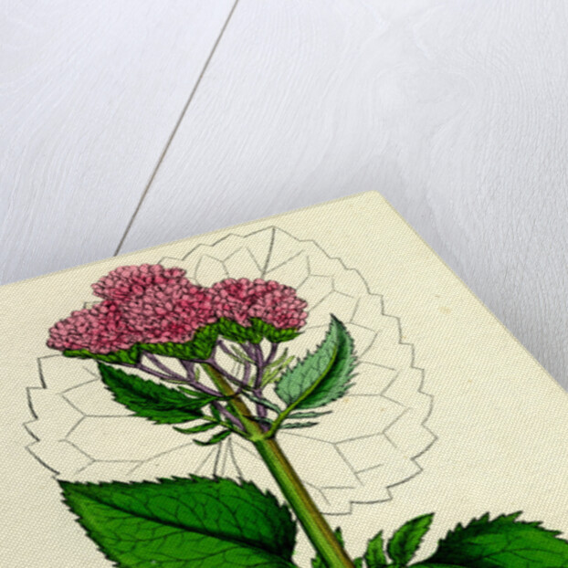 Valeriana Pyrenaica Heart-Leaved Valerian by Anonymous