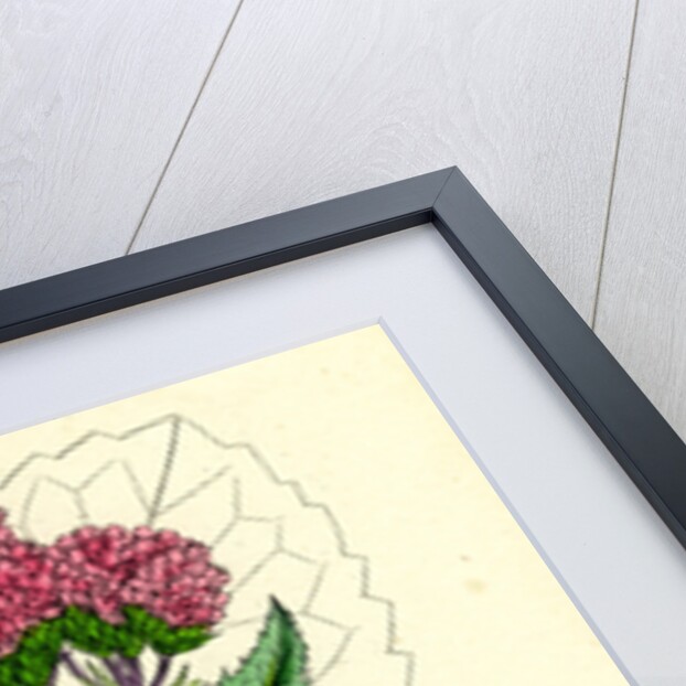 Valeriana Pyrenaica Heart-Leaved Valerian by Anonymous