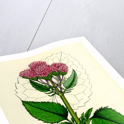 Valeriana Pyrenaica Heart-Leaved Valerian by Anonymous