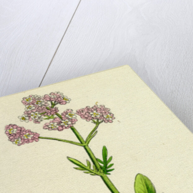 Valeriana Dioica Small Marsh Valerian by Anonymous