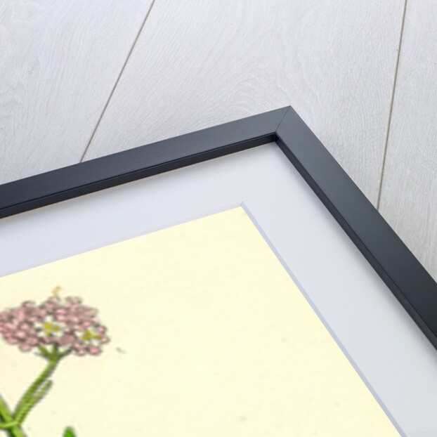 Valeriana Dioica Small Marsh Valerian by Anonymous