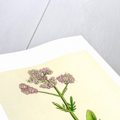 Valeriana Dioica Small Marsh Valerian by Anonymous